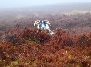Ewe in Highlands
