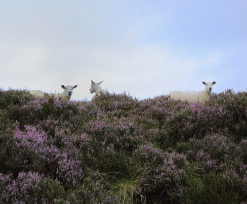 Our first drive to the Highlands was magical and uplifting... it's difficult to be sad in Scotland.