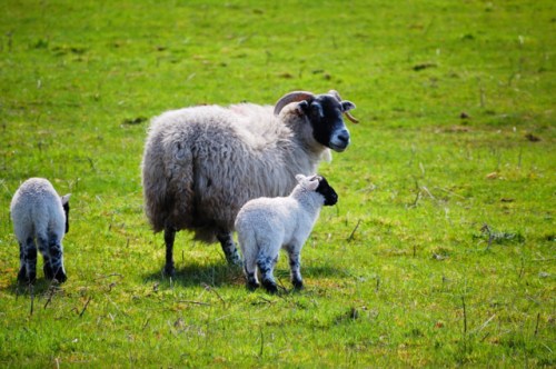 Ewe and Lamb