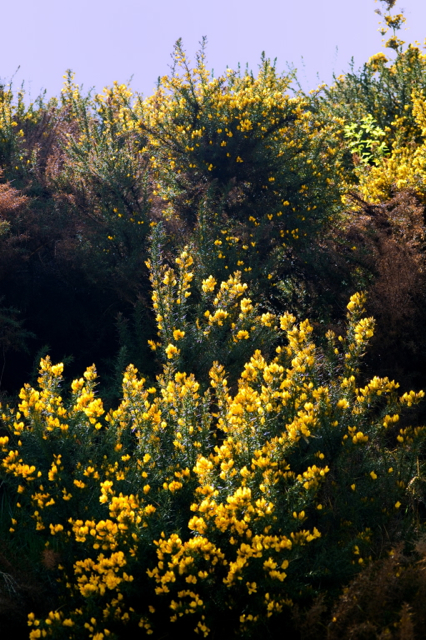 Gorse on the side of a hill