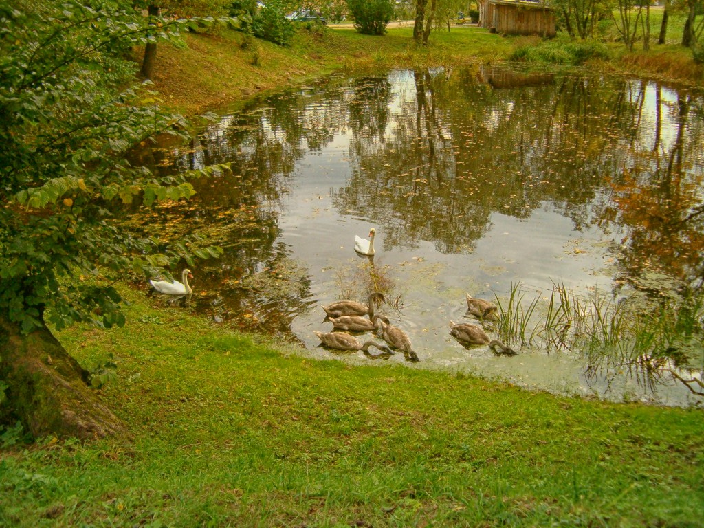 A small pond, alive with wildlife, and illuminated by the soft golden sunlight of autumn ...